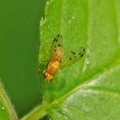 Homoneura occidentalis