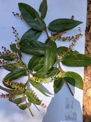 Gaultheria acuminata