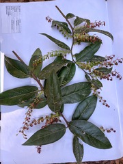 Gaultheria acuminata