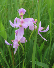 Calopogon oklahomensis
