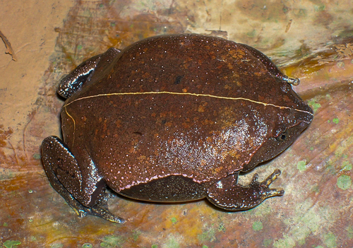 Brown Egg Frog, Ctenophryne geayi