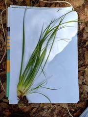 Orthrosanthus monadelphus