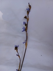 Orthrosanthus monadelphus