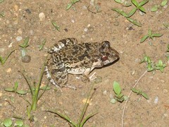 Hong Kong Rice Frog photo 2