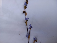 Orthrosanthus monadelphus