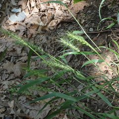 Elymus macgregorii