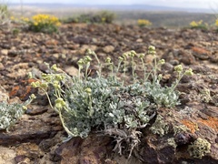 Artemisia nuttallii
