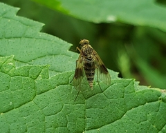 Chrysopilus quadratus