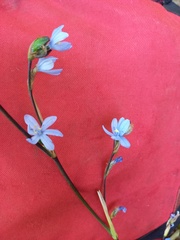 Orthrosanthus monadelphus