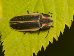 Pyractomena angulata