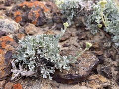 Artemisia nuttallii