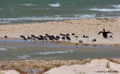 Haematopus ostralegus