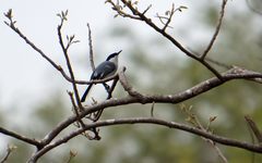 Polioptila albiloris