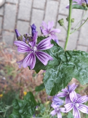 Malva sylvestris
