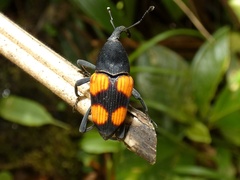Cactophagus rubrovariegatus