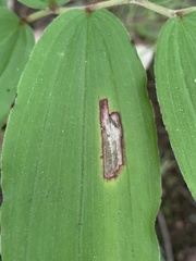 Synchysa tricincta
