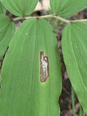 Synchysa tricincta
