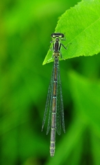 Coenagrion hastulatum