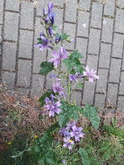 Malva sylvestris