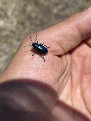 Chrysochus cobaltinus