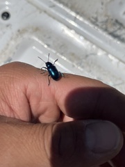 Chrysochus cobaltinus