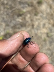 Chrysochus cobaltinus