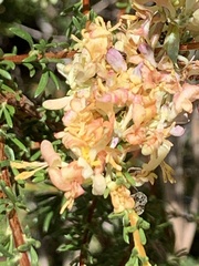 Lonicera subspicata denudata