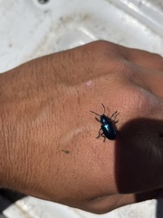 Chrysochus cobaltinus