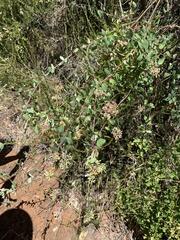 Lonicera subspicata denudata