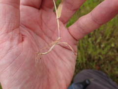 Anthoxanthum aristatum