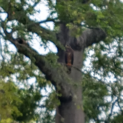 Rupornis magnirostris