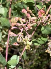 Lonicera subspicata denudata