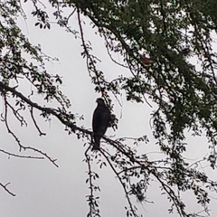 Rupornis magnirostris