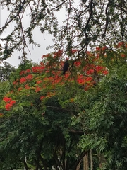 Rupornis magnirostris