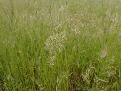 Anthoxanthum aristatum