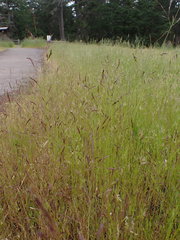 Deschampsia danthonioides