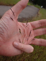 Deschampsia danthonioides