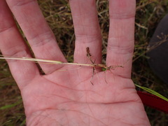 Deschampsia danthonioides