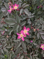 Rosa glauca