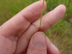 Deschampsia danthonioides