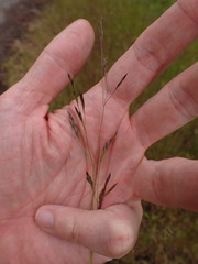 Deschampsia danthonioides