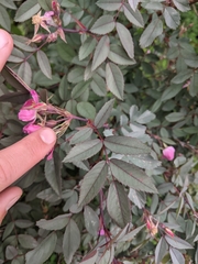 Rosa glauca