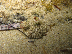 Stolidobranchia