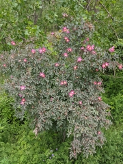 Rosa glauca