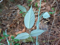 Rubus eriocarpus