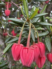 Crinodendron
