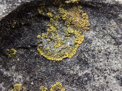 Polycauliona verruculifera