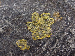 Polycauliona verruculifera