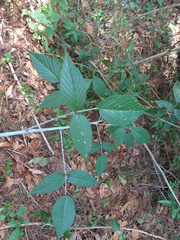 Rubus eriocarpus
