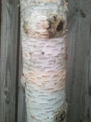 Betula